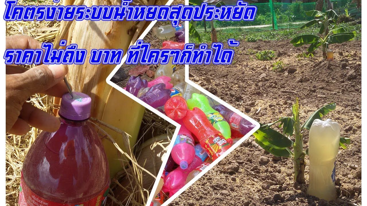 โครตอ งระบบน ำหยดส ดประหย ดแบบละเอ ยด ไม ถ งบาท ง ายๆ ท ใครๆ ก ทำได ปล กผ ก สวนผ ก การพ ฒนาตนเอง