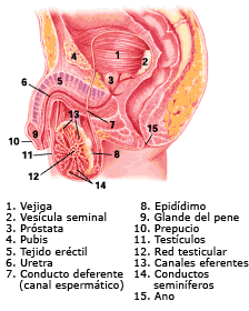 Dibujos De Las Partes Del Aparato Reproductor Masculino Parte Externa E Interna Vista P Sistema Reproductor Aparato Reproductor Sistemas Del Cuerpo Humano