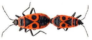 Resultat De Recherche D Images Pour Le Gendarme Insecte Resultat De Recherche D Images Pour Le Gendarme Insecte