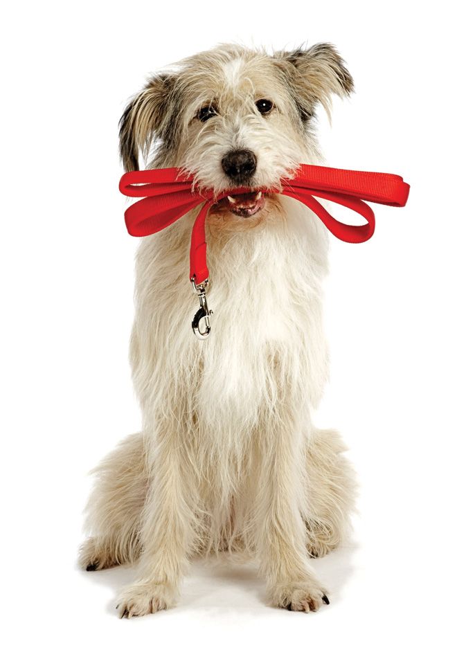 Dog Walking Services In Fortcollins Colorado By Niles And Friends