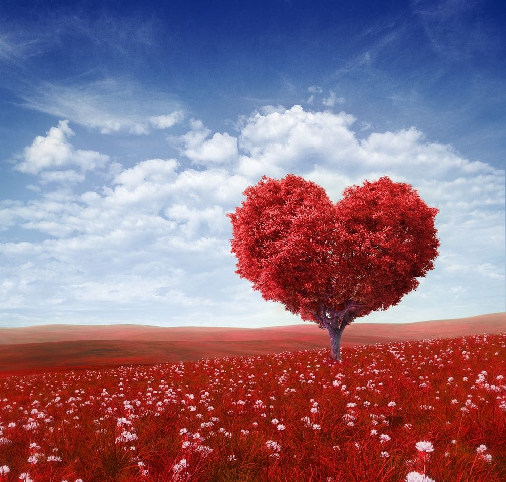 Quand L Amour Fait Mal Aie Fil Sante Jeunes Arbre De Coeur Image Coeur Coeurs Saint Valentin Quand L Amour Fait Mal Aie Fil Sante Jeunes Arbre De Coeur Image Coeur Coeurs Saint Valentin