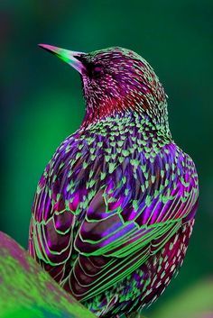 The Common Starling, also known as the European Starling or in the British Isles just the Starling, is a medium-sized passerine bird in the starling family Sturnidae. And it's do cute!!!and cool Pretty Birds, Love Birds, Beautiful Birds, Animals Beautiful, Lovely, Gorgeous, Nature Animals, Animals And Pets, Cute Animals