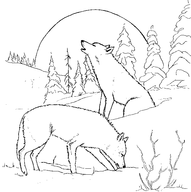 Coloring page Wolf Animals 1 Printable coloring pages Animal