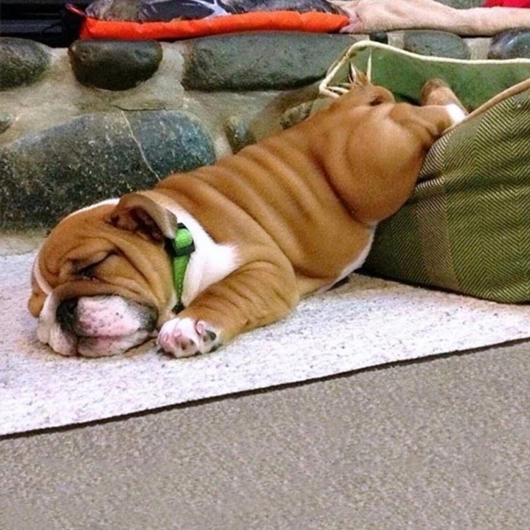 Sleeping Bulldog Pup With Back Legs On Cushion And Face Down On
