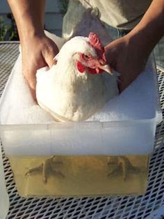 Poules : 9 Utilisations du Vinaigre Dans le Poulailler.