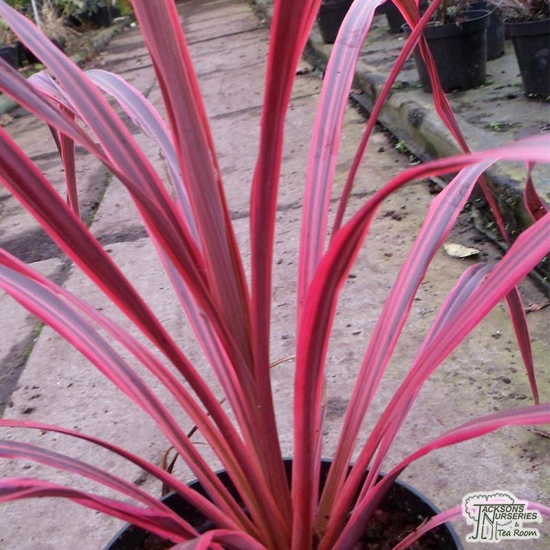 Cordyline Salsa Online From Jacksons Nurseries Garden Plant Cordyline Salsa Online From Jacksons Nurseries