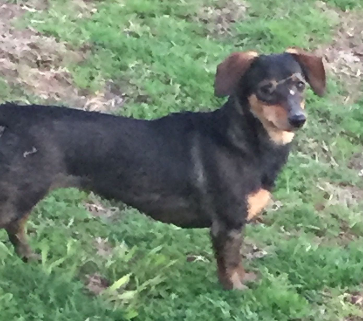 Dachshund Dog For Adoption In Pottstown Pa Adn 812327 On