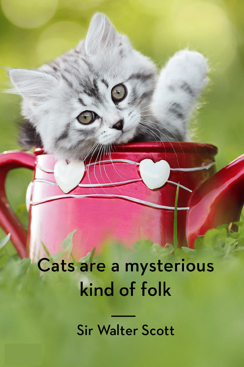 Pin by 🦇 👻 SHIRLEY 🦇 🕷️ on Cat Lover Girl in 2020 | Cat quotes funny