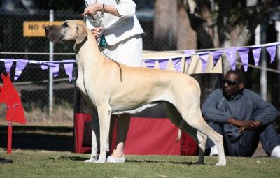 Kochak Reinstaft Great Danes Dogs Dog Breeds Puppies
