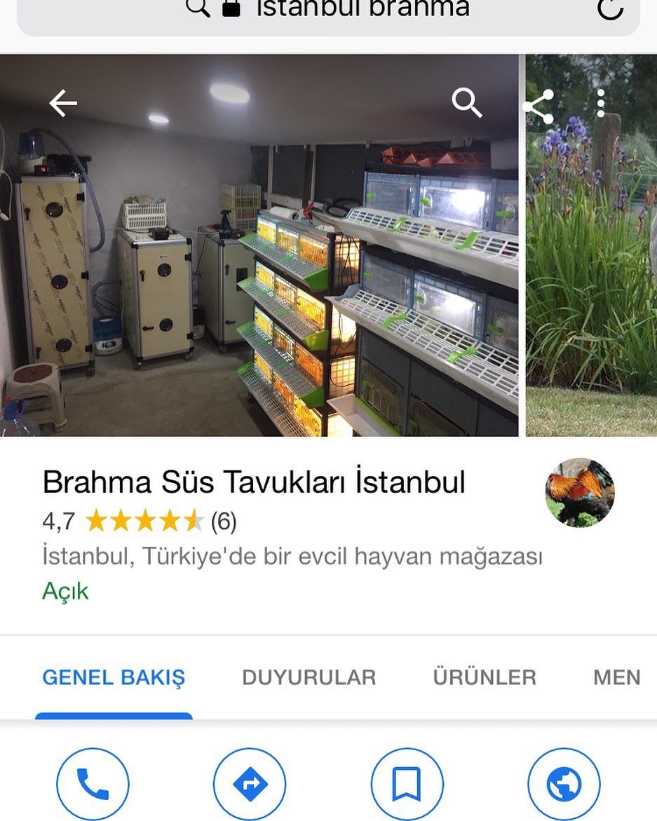 Google Isletme Sayfamiza Guzel Yorumlarinizi Bekliyorum Brahma Sus Tavuklari Istanbul Karadolap Tasdelen Sk 7 1 3406 Istanbul Instagram Evcil Hayvanlar