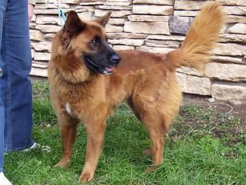 Akita Chow Chow Mix Chow Chow Mix Chow Chow Akita