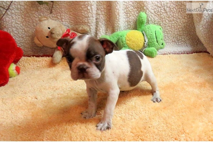 Boston Terrier Puppy For Sale Near Springfield Missouri