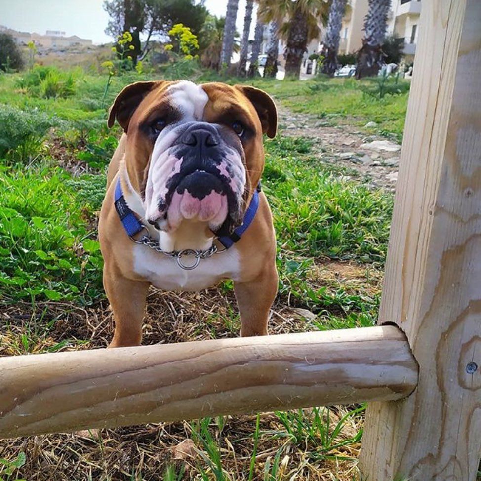 Bulldog Pics On Instagram Hello Handsome