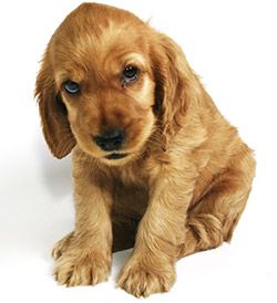 Adopter Un Animal De Compagnie Chiot Chien Adopter Un Chiot Adopter Un Animal De Compagnie Chiot Chien Adopter Un Chiot