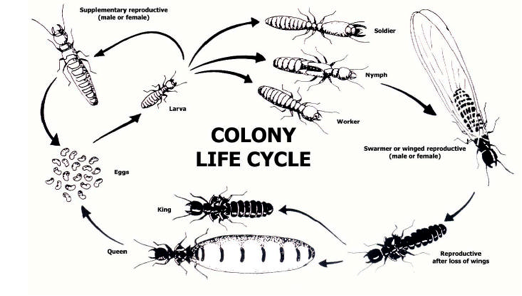 Quality Termite and Pest Control Services South Florida Quality Termite and Pest Control Services South Florida