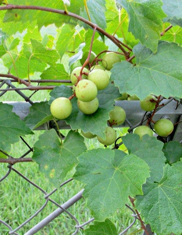 How to Grow Muscadine Grapes | Grape plant, Medicinal herbs garden