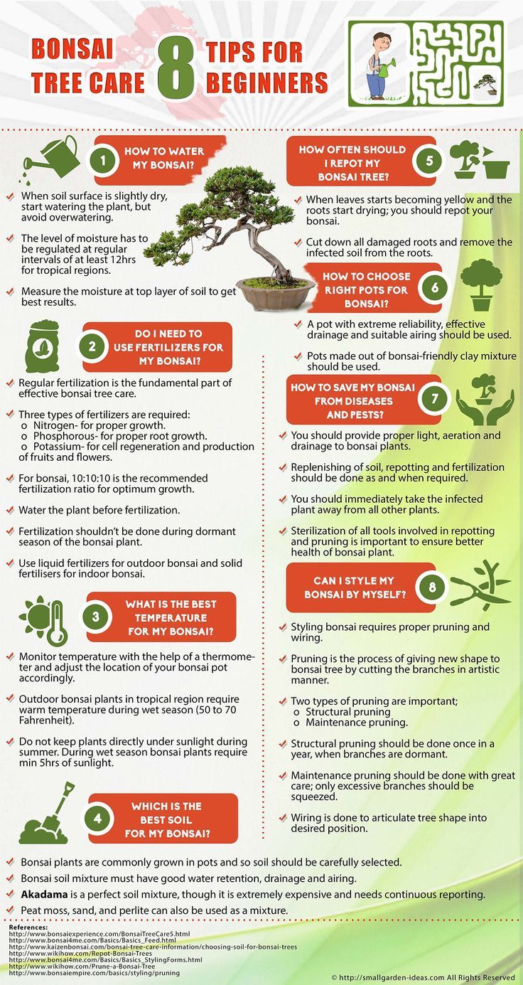 Bonsai Tree Care 8 Tips for Beginners [Infographic] Bonsai tree care