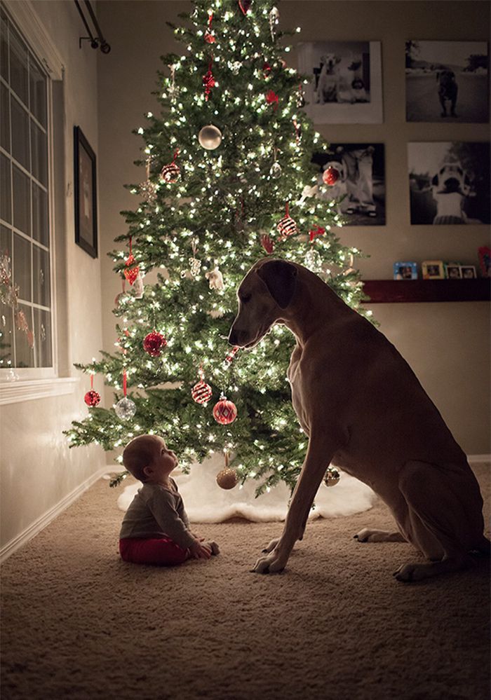 een hond is voor het leven niet alleen voor kerstmis big dogs cute animals dogs