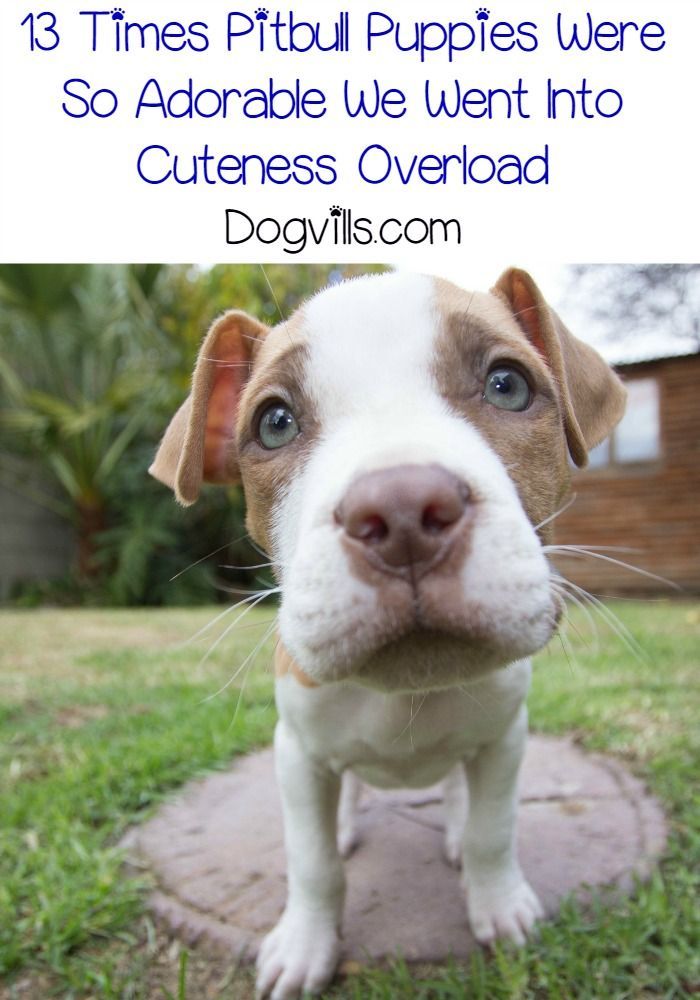 13 adorable pitbull puppy pictures so cute we went into overload
