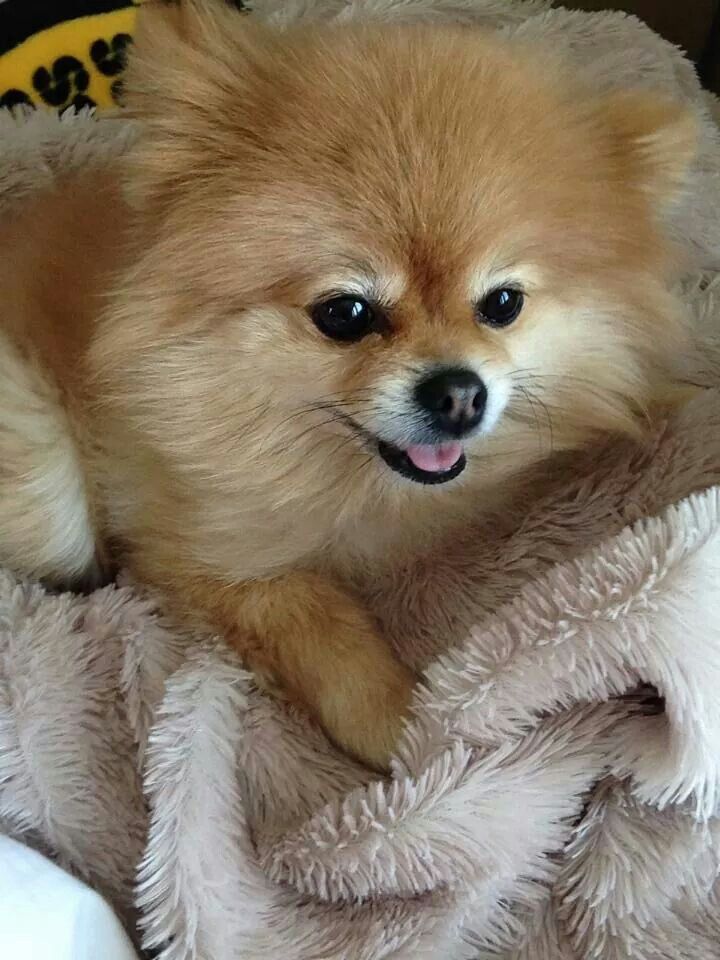 Pomeranian Puppies Dogs Pomeranian Puppy