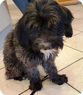 Scottsdale Az Lhasa Apso Mix Meet Padfoot A Dog For Adoption
