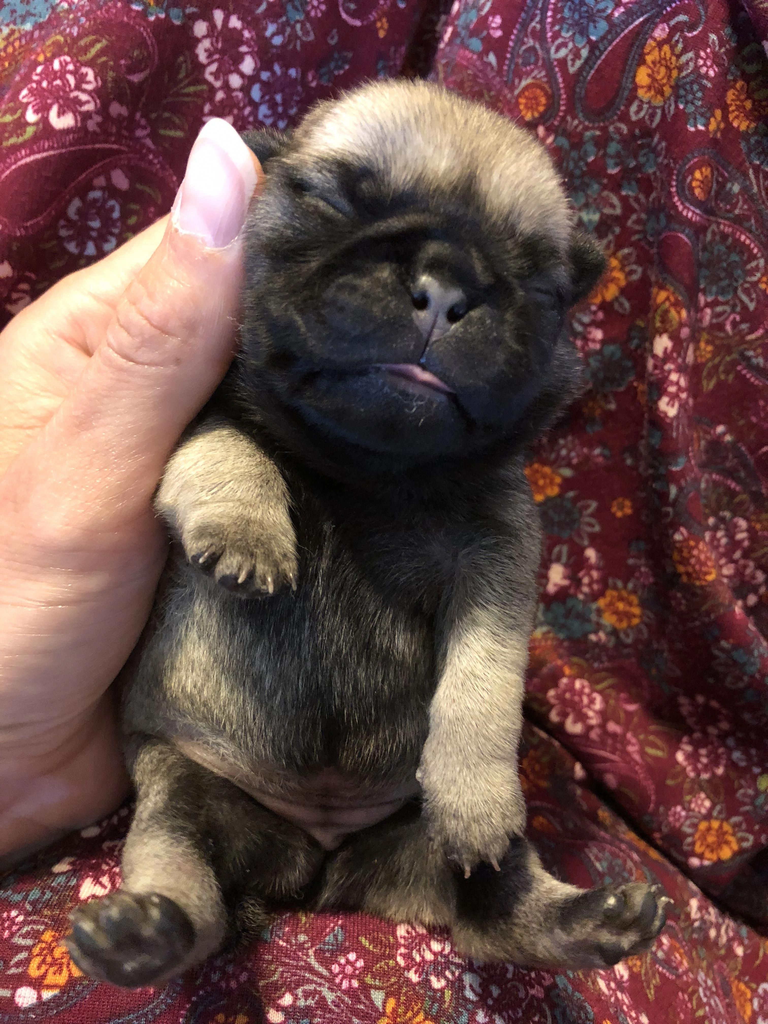 Pug Pup One Week Ol Pug Pup One Week Old