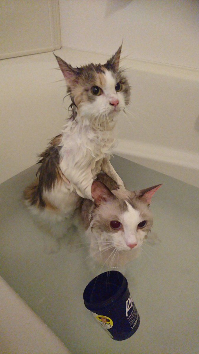 猫画像盛りだくさんのねこトピ Part 7 子猫 猫 犬と猫 猫画像盛りだくさんのねこトピ Part 7 子猫 猫 犬と猫
