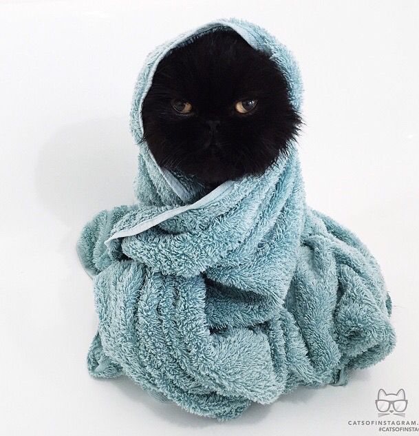 Dus Aldim Kizlar Kedi Kizlar Altin Kizlar