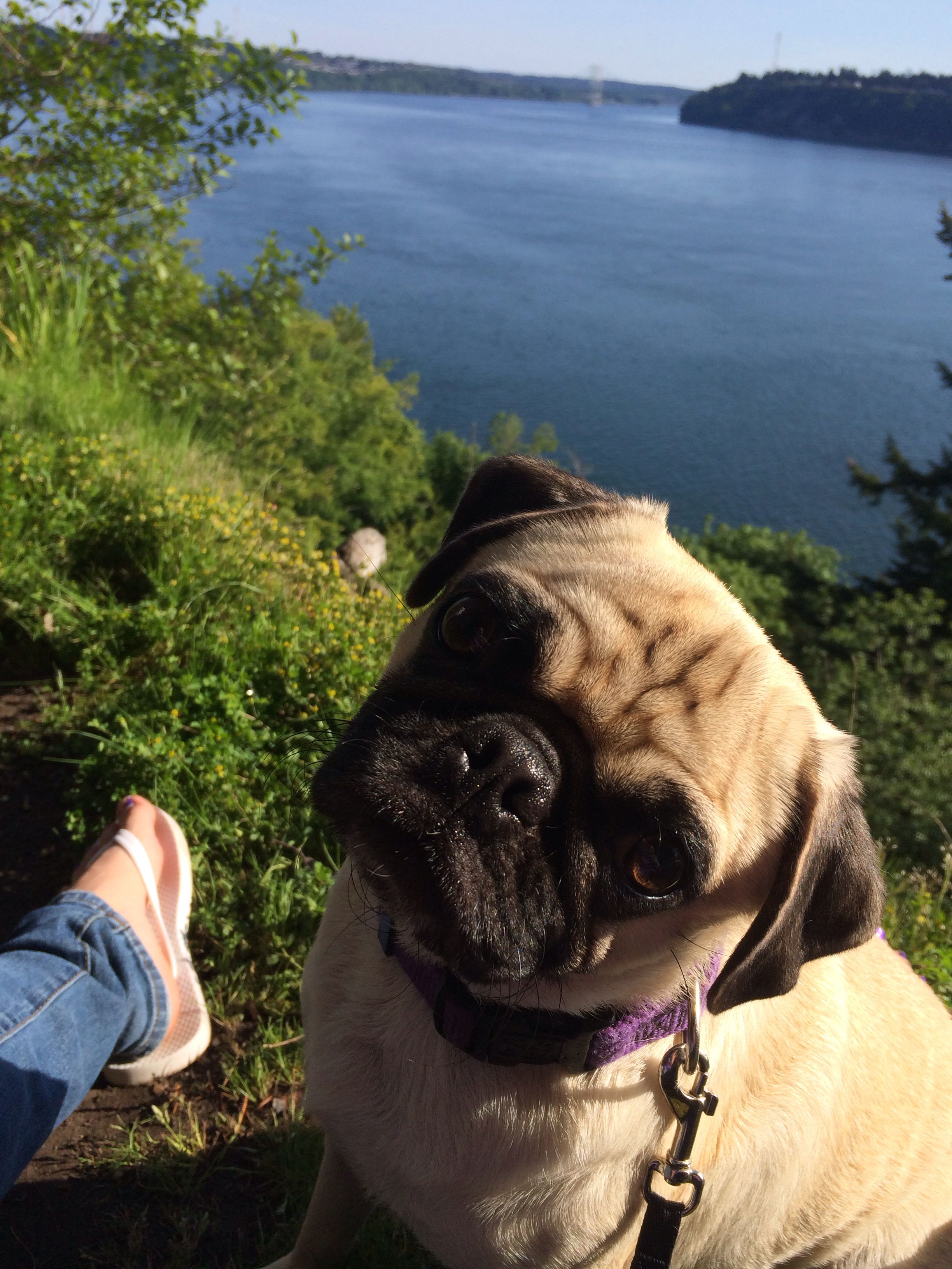 My darling pug at Point Defiance in WA wa, Pugs, Defiance