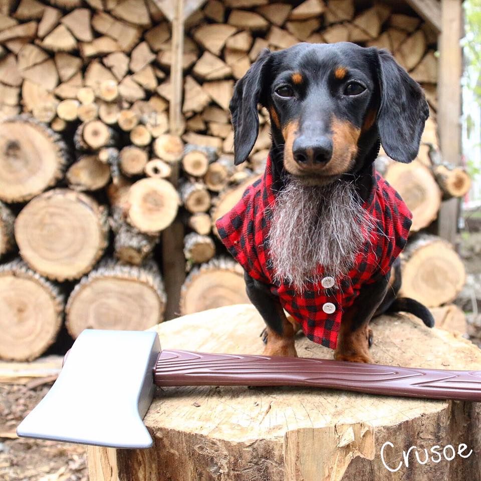 Crusoe 2017 Weenie Dogs Crusoe The Celebrity Dachshund