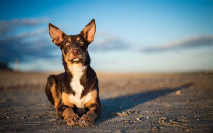 download wallpapers australian kelpie 4k pets dogs cute dog blur australian kelpie dog besthqwallpapers com hunderassen hundebilder haustiere