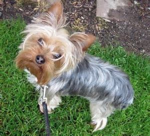 Pin Em Beautiful Yorkies