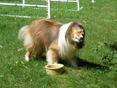Ask A Dog Trainer Why Does My Dog Go Crazy After A Bath Dogs