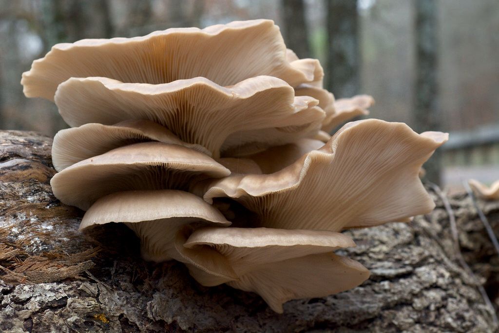 Pleurotus ostreatus Stuffed mushrooms, Fungi, Nature Pleurotus ostreatus Stuffed mushrooms, Fungi, Nature