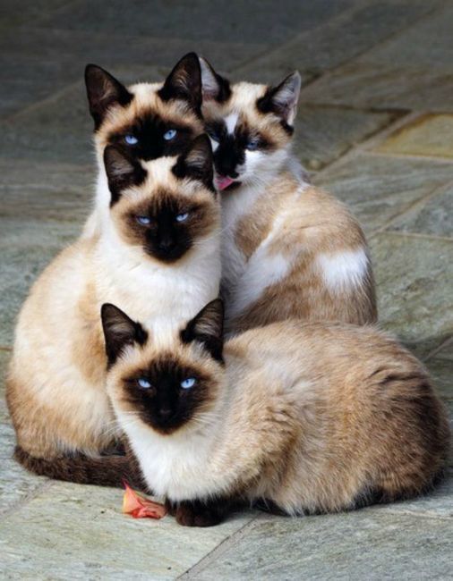 Les Quatre Fantastiques Chats Siamois Photo Chat Chatons Siamois Les Quatre Fantastiques Chats Siamois Photo Chat Chatons Siamois