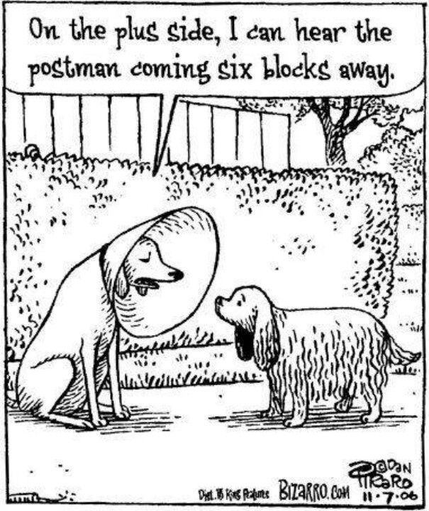 Look On The Bright Side Of The Cone Of Shame Dog Funny With