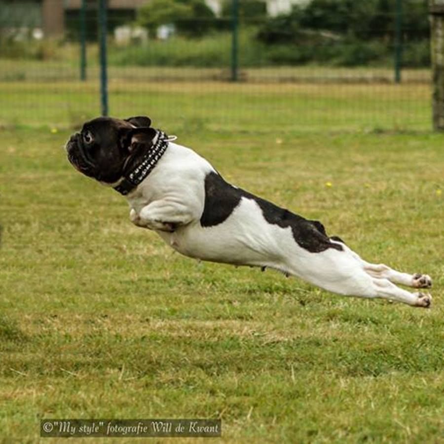 Houston We Have Lift Off French Bulldog In Flight