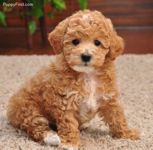 Pebbles Red Toy Poodle Puppies By Design Maltipoo Puppy