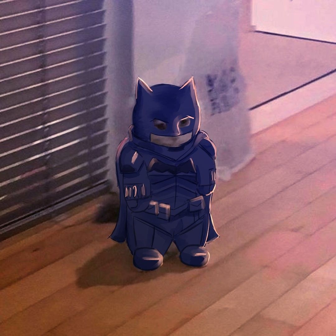 Cat batman | Batman cat, Batman pictures, Anime kitten