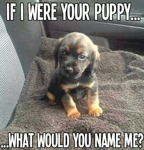 Idea By Gwen Haag On Animals Puppies Dog Life Dogs