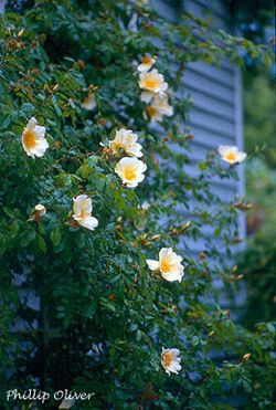 Although Roses Are Soft And Fragile The Rose Bush Is Resilient And Adjusts To Almost Any Environment Wi Trim Rose Bushes How To Trim Roses When To Prune Roses