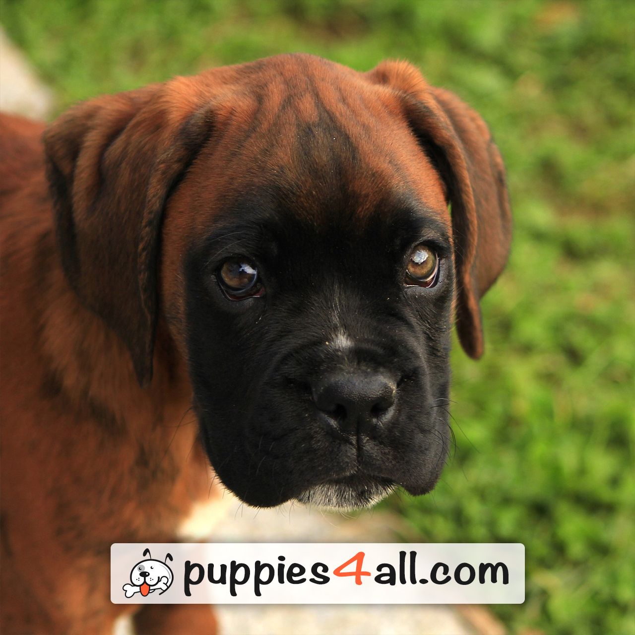 Pin By Puppies4all On Our Loyal Friends Epilepsy In Dogs Dogs