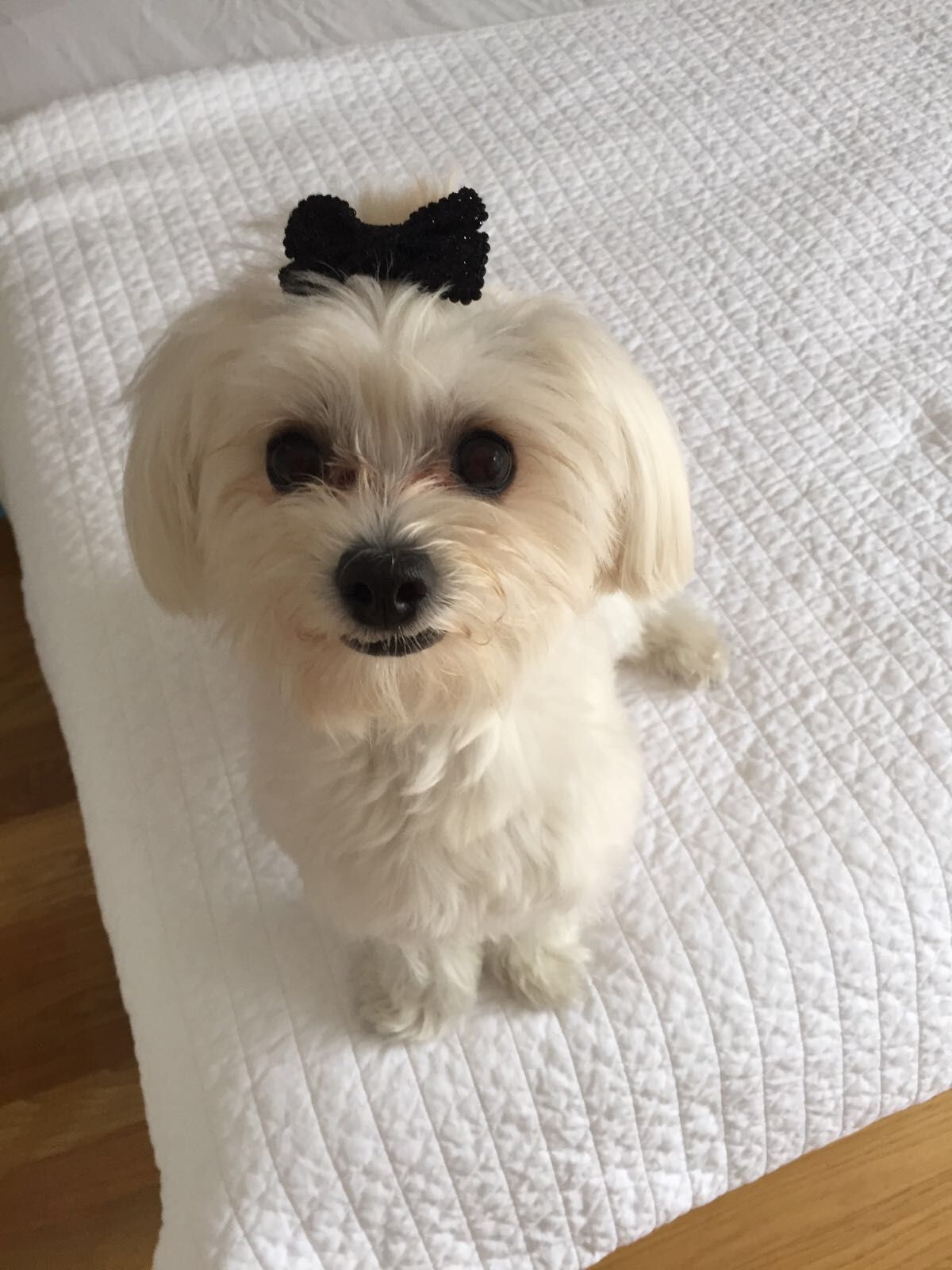 Is Nyc Ready For Me Small Pets Pets Animals