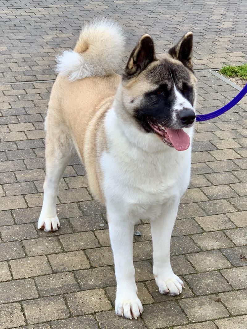 Adopt A Dog Chico Akita Dogs Trust Dogs Dog Adoption Dogs