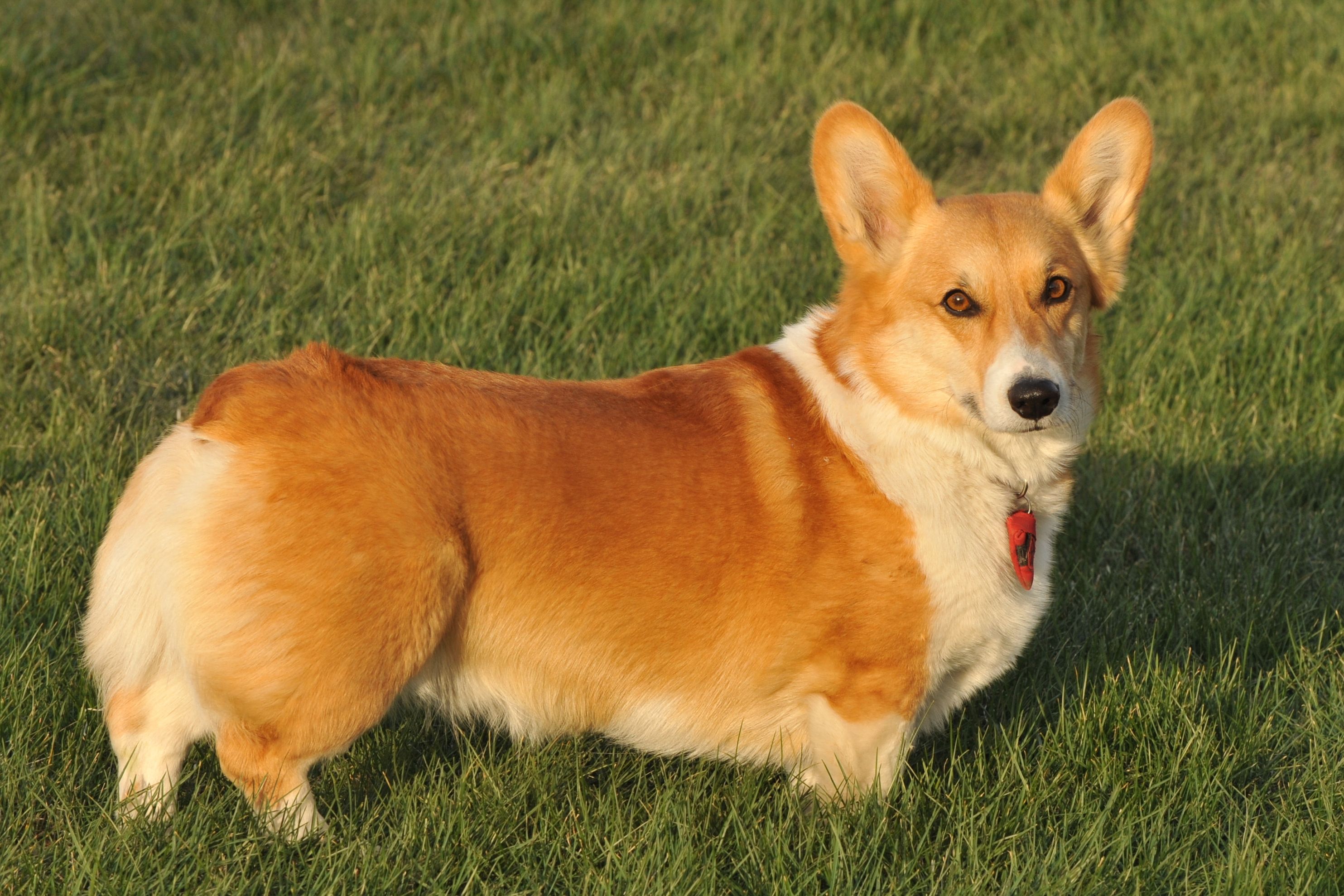 Dogs That Look Like Foxes The Domestic Doggos With Foxy Features