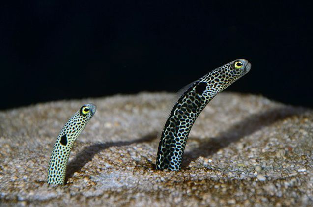 Saltwater Eels With Images Saltwater Tank Freshwater Aquarium