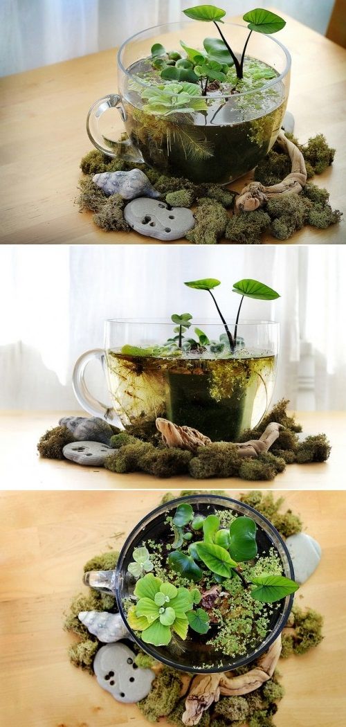 Water Gardens Plantas En Maceta Jardines Bonitos Decoracion Water Gardens Plantas En Maceta, Tabletop Water Garden Diy