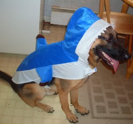 Odin S Halloween Costume German Shepherd Dog Forums German