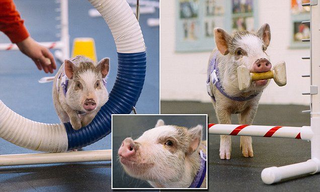A Snort Among Barks Amy The Pig Excels In Dog Agility Class