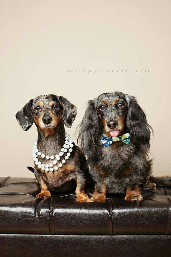 Dachshund Smooth Longhaired Dapple Dachshund Dachshund Lovers